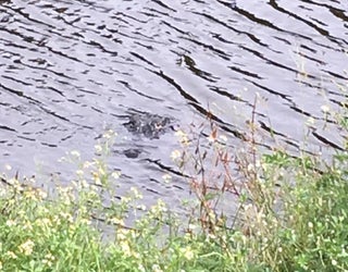 clearwaterfirerescue_alligator_091018_1536618202943-401385.jpg