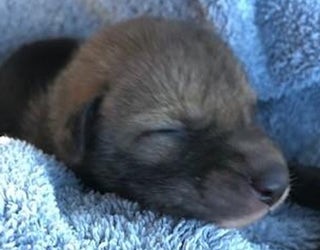 coyote pup for web_1555504631970.png-402429.jpg