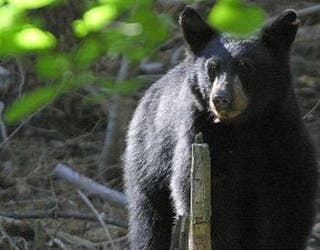 cub2_1466881970110-404959.jpg