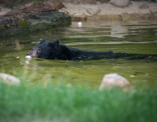 cub_1466881970196-404959.jpg