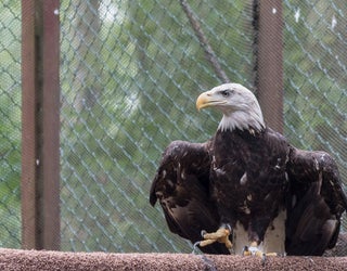 EagleRelease (7)_1475179805883.jpg