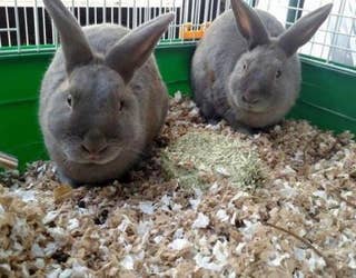 ACG_Gowanus Rabbits_Adoptable_Earl and Greyson_1449799274199.jpg