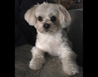missing-dog-1_1532119463025.jpg