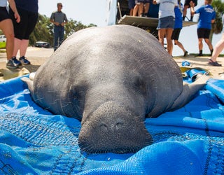 20160624_ManateeMomCalfReturn_026_1466800799404-401385.jpg