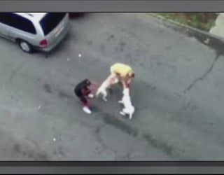 dogattack1_1442234188218.jpg