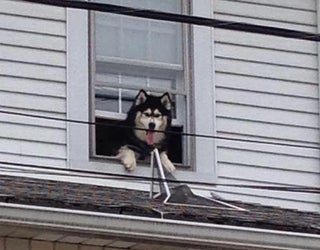 dogescape_1488836656605-408795.jpg