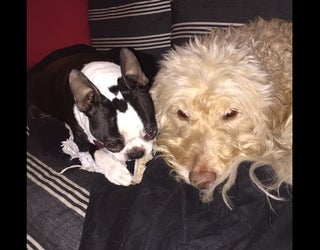 dogs_1453330423301-405538.JPG