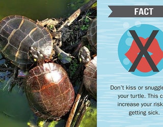 dontkissturtlesCDCFWS_1504125799884.jpg