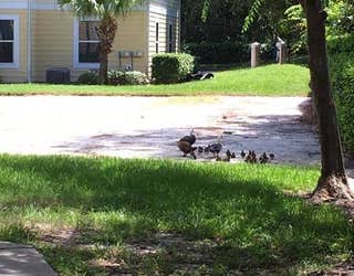 duck rescue 2_1503517034242-402429.jpg