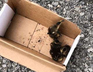 ducklings2_1557508373732.jpg