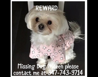missing-dog-2_1532119463030.jpg