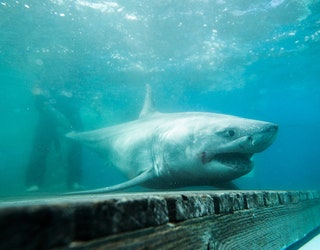 OCEARCH_GREAT_WHITE_SHARK_CABOT_TAGGED_1_052019_1558382988759.jpg