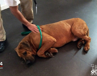 spca 1_1462306875436-409650.png