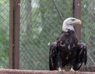EagleRelease (6)_1475179805956.jpg
