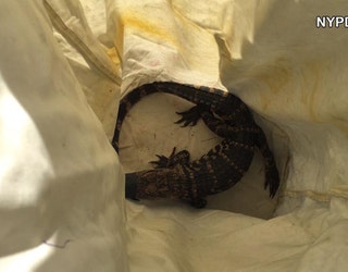 queensalligator_1442346212791.jpg
