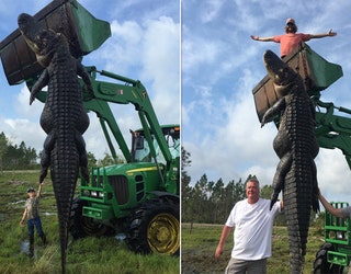 gator hunt 3_1459874471527-401385.jpg