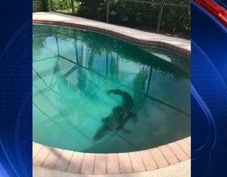 gatorpool_1496070460463-401385.jpg