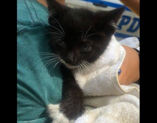 kitten-engine-3_1534813978325.jpg