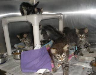 kittens2_1464356560312-409162.jpg