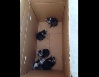 kittens_1464356560077-409162.jpg