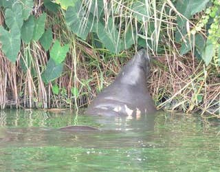 manatee algae rebecca fatzinger_1467386802663-401385.jpg
