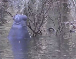 manatees_1455203986337-401385.jpg
