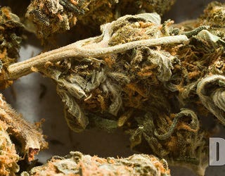 marijuana-file-dea-2_1529352896379.jpg