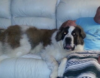 missing st bernard 2_1531311013589.jpg-401385.jpg