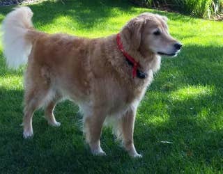 missingzoey1_1480087719367-409162.jpg