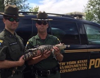 nyalligator1_1501704591503.jpg