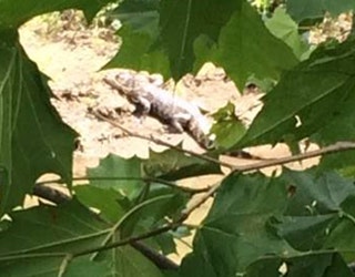 nyalligator2_1501704591571.jpg