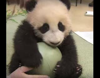 panda2_1463154968619-404959.JPG