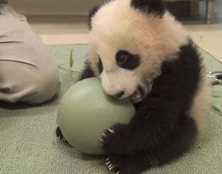 panda_1463154968658-404959.JPG