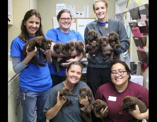 puppies_1478867631948-401385.jpg