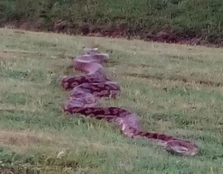 python on racetrack in Australia_1523641206688.jpg-407068.jpg