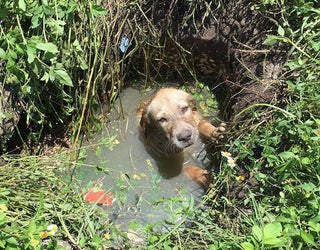 rescued dog_1465329801897-401385.jpg