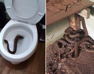 snakes_1486065433174-401385.jpg
