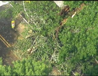 Tree Down in Morristown, 2