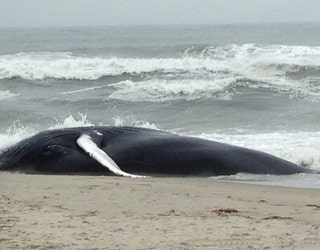 whale2_1491339522330.jpg