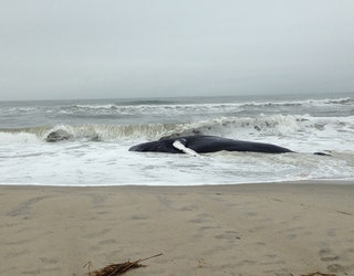 whale3_1491339522446.jpg