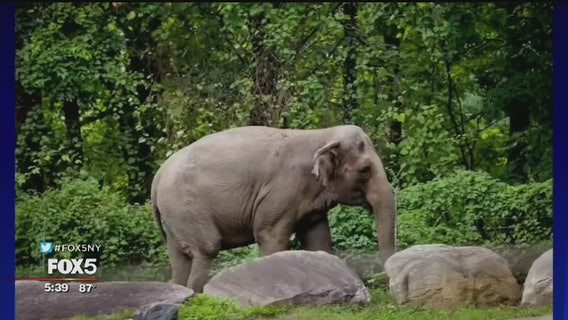 Animal rights supporters fighting to get Bronx Zoo elephant released