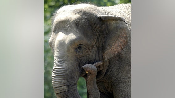 Group calls for ending 'imprisonment' of Bronx Zoo elephant