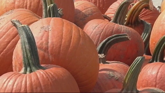 Sarah Jessica Parker's pumpkins stolen from Manhattan stoop