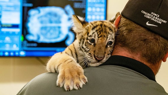 Rare Siberian tiger born at Six Flags Great Adventure named for soccer star Carli Lloyd