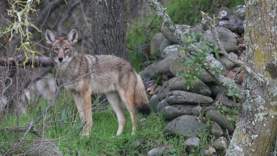 Aggressive coyote bites man near Rutgers campus
