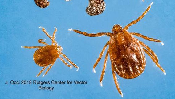 Invasive tick found for the first time in NYC