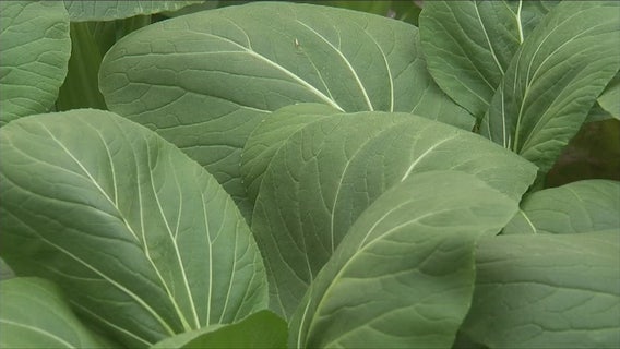 The Big Idea: Hydroponic and vertical farming