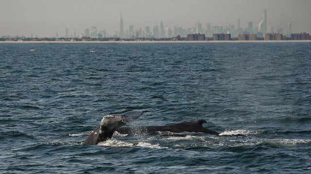 Buoy near NYC listens for singing whales