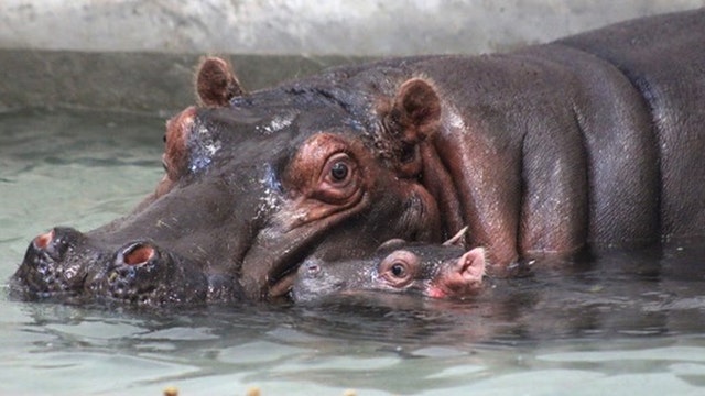 Dallas Zoo reveals gender, name of baby hippo