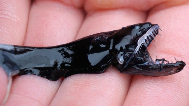 Scientists discover why the tiny dragonfish is so deadly to its prey